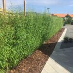 Så smukt står det Belgiske pilehegn allerede den først sæson, og man har en etableret hæk som skærmer godt for indkik fra forbipasserende.