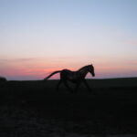 Hesten, som er flettet i pilesorterne Americanna og Kaspisk dugpil ved solnedgang hos Arresø Pil.