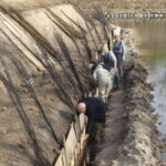 Det vandrette pilehegn ved Kronborg slot begynder at tage form.