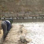 Der flettes intenst på pile-hegnet hele vejen rundt.