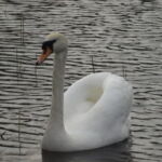 En smuk svane følger arbejdet med pilehegnet ved Kronborg slot.