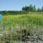 Miljøprojekt på KMC