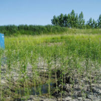 Miljøprojekt på KMC