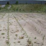 Allerede i maj måned har pilen sat nye grønne skud.