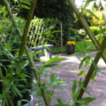 Et smukt kik til hyggekrogen gennem pilestokkene, som snart dækkes af de mange nye skud.