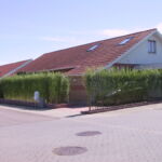 Et Belgisk pilehegn kort tid efter plantningen.