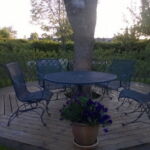 Det Belgisk pilehegn bliver hurtigt tætsluttende.