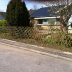 Nyetableret Belgisk pilehegn som hurtigt bliver grøn og fordigt.