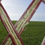 De første skud på det Belgiske pileflethegn hvor sorterne Engelsk Viminalis