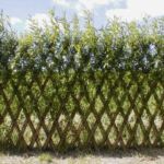 Det Belgiske pilehegn som det ser ud allerede den første sommer.