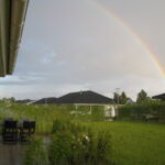 Pilestokkene sætter hurtigt mange nye skud, så hegnet bliver hurtigt helt tæt.