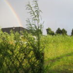Første sommer for et Belgisk pilehegn.