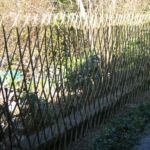 Pilesorten Engelsk Viminalis er anvendt til dette nyetablerede hegn.