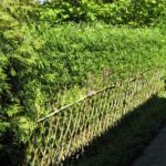 Dejligt med et tæt pilehegn allerede den første sæson.