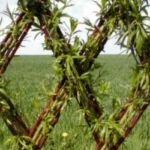 Smukt belgisk pileflethegn nær vores pilemark.