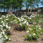 Lodret pile hegn ved hal nr. 3 hos Arresø Pil.