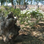 Ved det lille skovområde harmoner det lodrette pilehegn flot til omgivelserne.