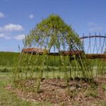 Pilehytter er meget populære. Denne nyplantede pilehytte er 2,0 m i diameter og 1,8 m i højden