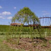 Pilehytter er meget populære. Denne nyplantede pilehytte er 2,0 m i diameter og 1,8 m i højden