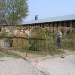 De to piletunneller står snart helt grønne og bliver helt dækket af bladene.