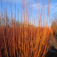 Pilesorten Alba lige før den bliver høstet.