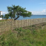 Smukt vandret pilehegn som følger terrænnet ned mod vandet.