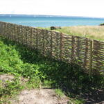Smukt pilehegn ved Hellebæk som følger det nedadgående terræn