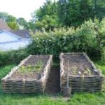 Flettede højbede i 3- års pil i pilesorten Engelsk Viminalis