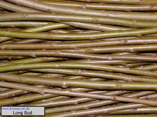 Pilesorter - Arresø pil - se vores mange pilesorter