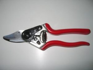 Felco saks nr. 6 som er den mest anvendte til kurveflet.